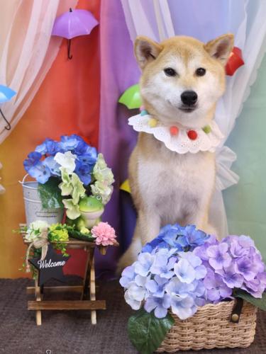 20230604麦丸くん